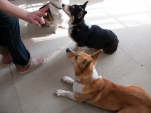 ホイッスル&サイン