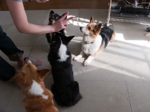 4頭を個別に制御