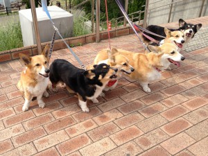 Corgis