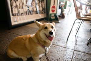 Corgi_Maruko
