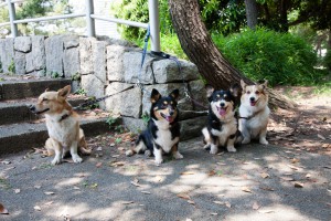 Corgis