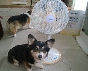 ボタンも押しやすくなったでし