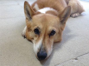 12歳おめでとう！