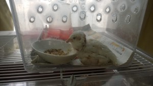 ごはん食べるピヨ